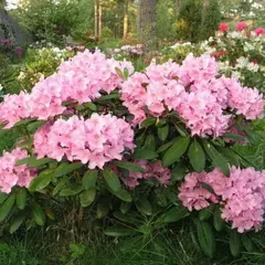 Рододендрон Хельсинский Университет (черенок)