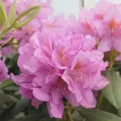 Рододендрон Бекка