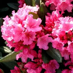 Рододендрон Ян III