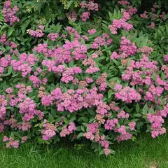 Спирея японская Криспа