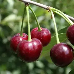 Вишня Жуковская