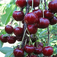 Вишня Радонеж