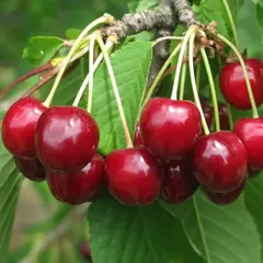 Черешня Гронковая