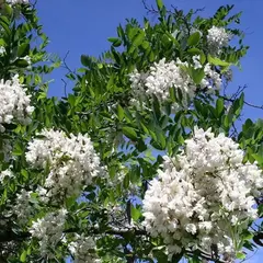 Акация белая (Робиния)