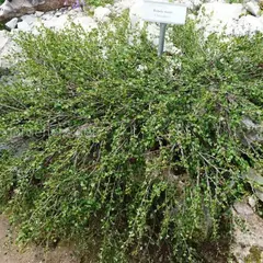 Береза карликовая нана