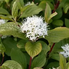 Дерен белый Сибирика