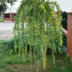 Ива пурпурная Pendula на штамбе