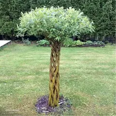 Ива плетеная