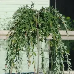 Ива дальневосточная на штамбе