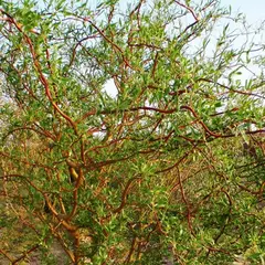 Ива Свердловская Извилистая II