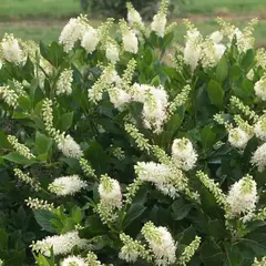 Клетра ольхолистная Хаммингбёд