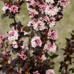 Пузыреплодник калинолистный Тайни Вайн