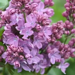 Сирень обыкновенная Стефан Маковецки