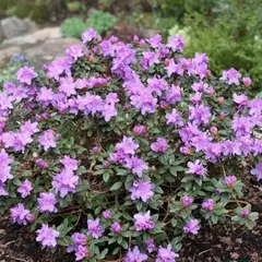 Рододендрон Рамапо