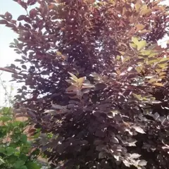 Черемуха обыкновенная Неубиенная