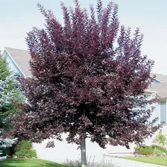 Черемуха краснолистная