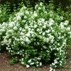 Чубушник Белль Этуаль