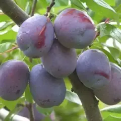 Слива Нароч