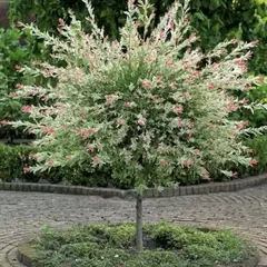 Ива цельнолистная Хакуро-Нишики на штамбе