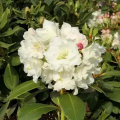 Рододендрон Никодемус