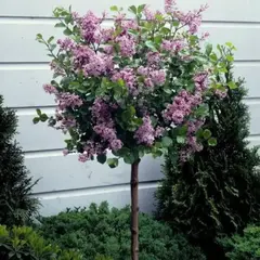 Сирень Мейера Палибин