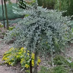 Ива ползучая на штамбе