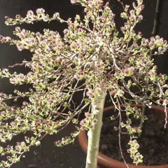 Ива арктическая Ялта