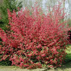 Смородина кроваво-красная Кинг Эдвард VII