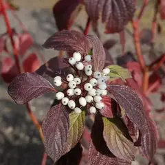 Дерен белый Сайбериан Перл