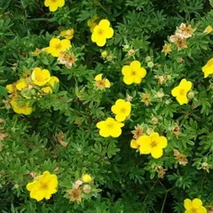 Лапчатка кустарниковая микс