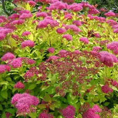 Спирея японская