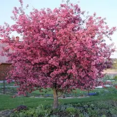 Яблоня декоративная Макамик