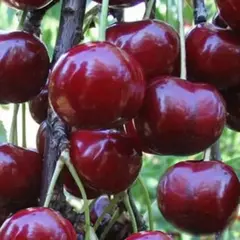 Дюк Хуторянка