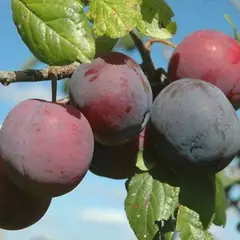 Слива Стартовая