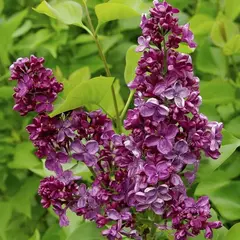 Сирень обыкновенная Анна Шиач