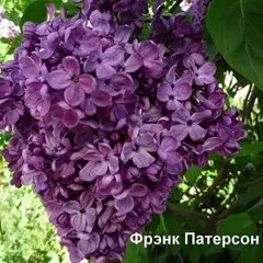 Сирень обыкновенная Френк Патерсон