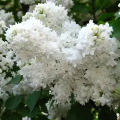 Сирень обыкновенная Советская Арктика