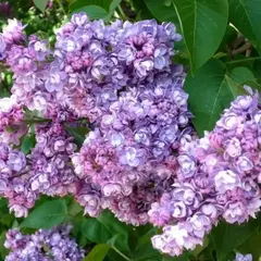 Сирень обыкновенная Павлинка