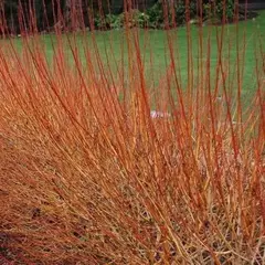 Ива гибридная Флейм