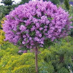 Сирень обыкновенная Мишель Бухнер на штамбе