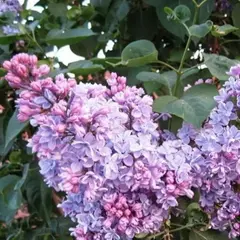 Сирень обыкновенная Профессор Хозер на штамбе