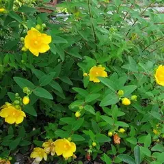 Зверобой Мозера