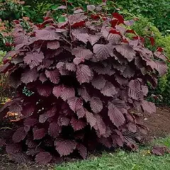 Лещина/Орешник обыкновенная Род Зеллернут