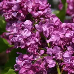 Сирень обыкновенная Эдвард Хардинг