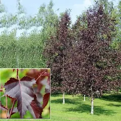 Берёза краснолистная