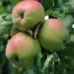 Яблоня Антоновка десертная (полукарликовый подвой)