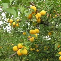 Алыча Царская