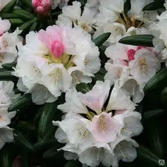 Рододендрон Шнеевитхен