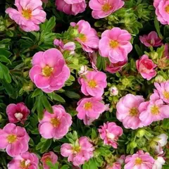 Лапчатка кустарниковая Пинк Парадайс