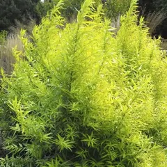 Ива удская сахалинская Голден Саншайн